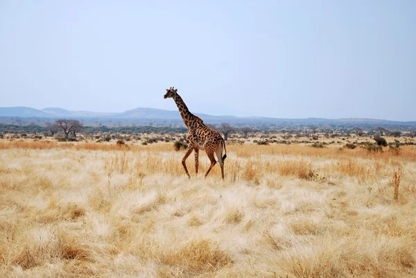 Un día de safari en Tanzania - África - Jirafa — Foto de Stock