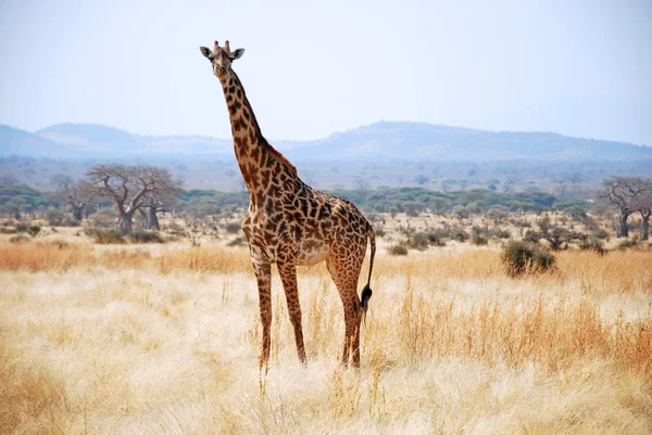 Jeden den Safari v Tanzanii - Afrika - žirafa — Stock fotografie