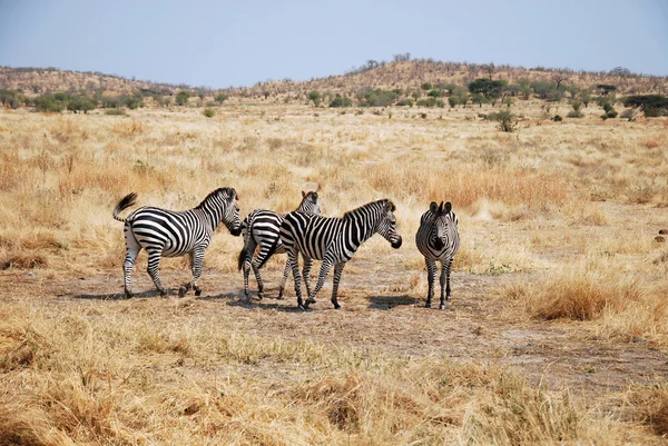 En dag av safari i Tanzania - Afrika - zebror — Stockfoto