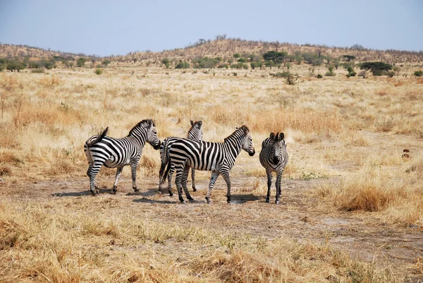 One day of safari in Tanzania - Africa - Zebras — Stock Photo, Image