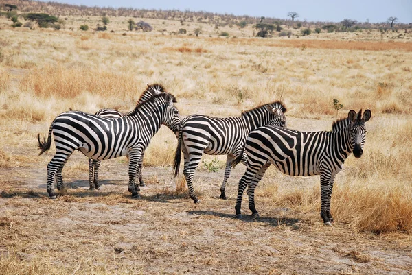 One day of safari in Tanzania - Africa - Zebras — Stock Photo, Image