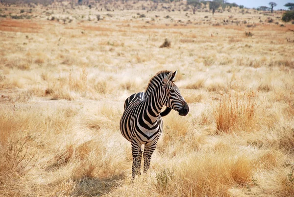 Un giorno di safari in Tanzania - Africa - Zebre — Foto Stock