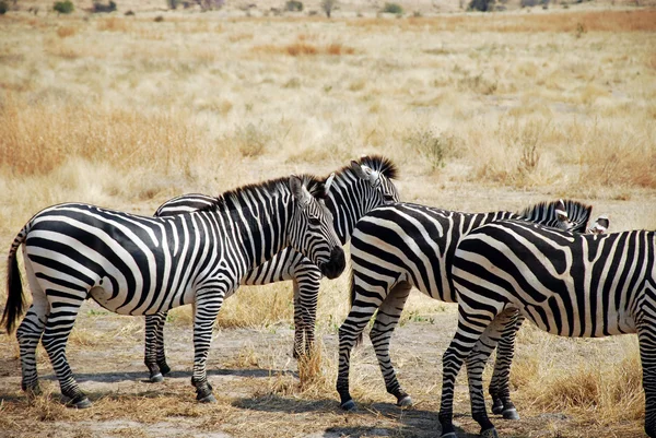 Um dia de safári na Tanzânia - África - Zebras — Fotografia de Stock