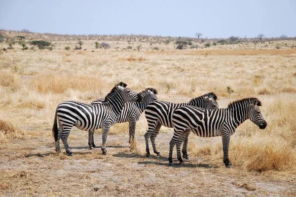 Один день сафари в Танзании - Африка - Зебры — стоковое фото