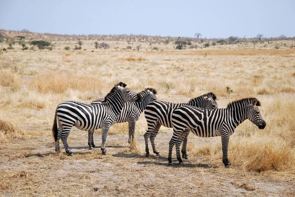 En dag av safari i Tanzania - Afrika - zebror — Stockfoto