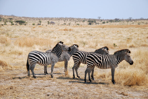 One day of safari in Tanzania - Africa - Zebras