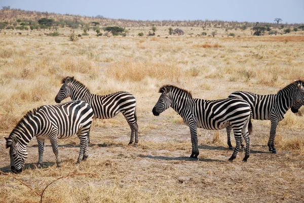 Safari 在坦桑尼亚-非洲-斑马的一天 — 图库照片