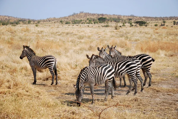 One day of safari in Tanzania - Africa - Zebras — Stock Photo, Image