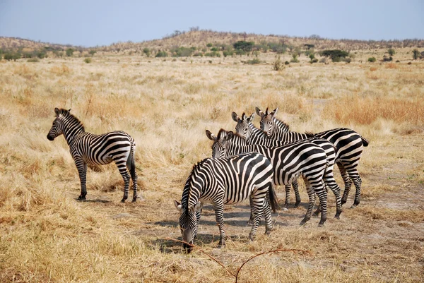 Jeden den Safari v Tanzanii - Afrika - zebry — Stock fotografie