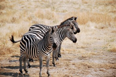 Safari Tanzanya - Afrika - zebralar içinde bir gün