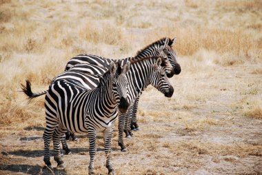 One day of safari in Tanzania - Africa - Zebras clipart