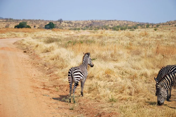 Safari 在坦桑尼亚-非洲-斑马的一天 — 图库照片
