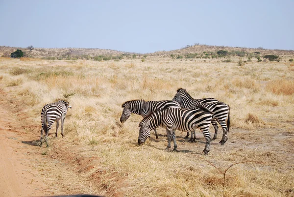 Un giorno di safari in Tanzania - Africa - Zebre — Foto Stock