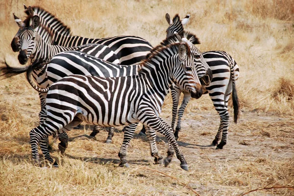 Um dia de safári na Tanzânia - África - Zebras — Fotografia de Stock