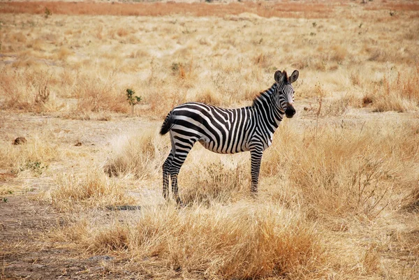 Um dia de safári na Tanzânia - África - Zebras — Fotografia de Stock