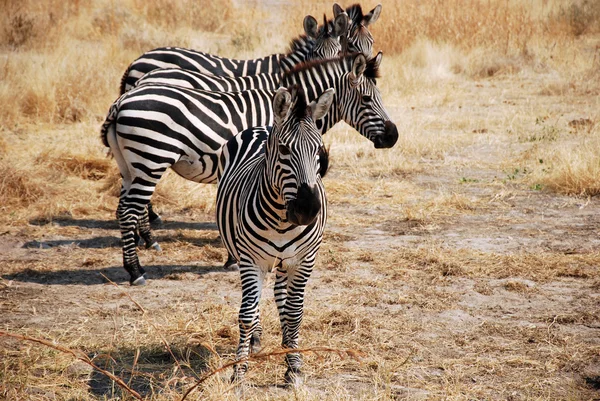 Um dia de safári na Tanzânia - África - Zebras — Fotografia de Stock