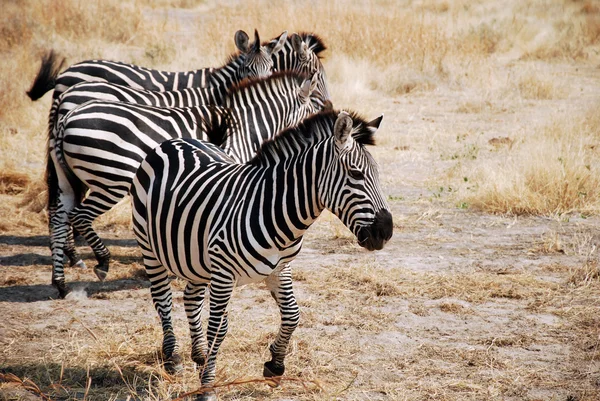 Une journée de safari en Tanzanie - Afrique - Zèbres — Photo