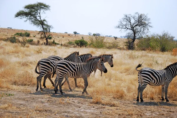 Um dia de safári na Tanzânia - África - Zebras — Fotografia de Stock