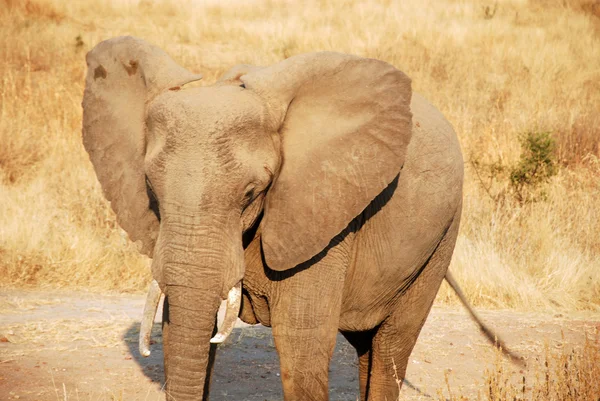 Un día de safari en Tanzania - África - Elefantes — Foto de Stock