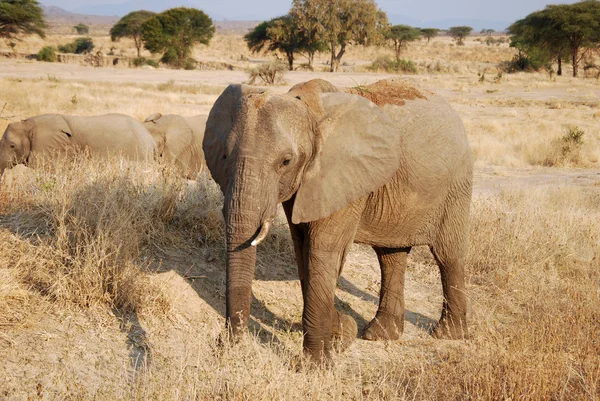 Pewnego dnia safari w słonie Tanzania - Afryka- — Zdjęcie stockowe