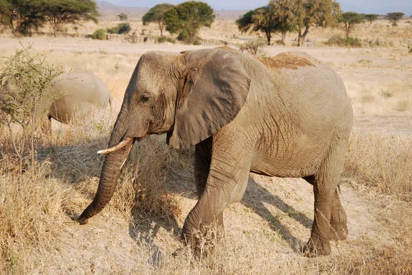 En dag av safari i Tanzania - Afrika - elefanter — Stockfoto