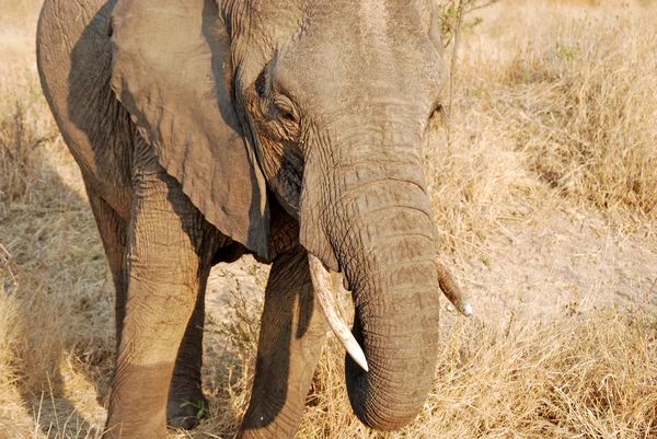Um dia de safári na Tanzânia - África - Elefantes — Fotografia de Stock
