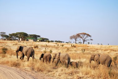One day of safari in Tanzania - Africa - Elephants clipart
