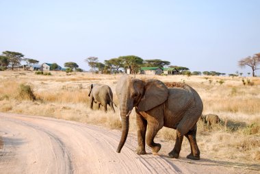 Safari Tanzanya - Afrika - filler içinde bir gün