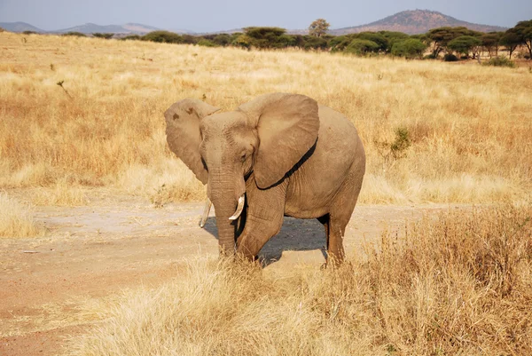 Ein Tag Safari in Tansania - Afrika - Elefanten — Stockfoto