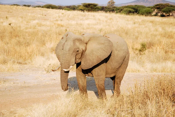 En dag av safari i Tanzania - Afrika - elefanter — Stockfoto