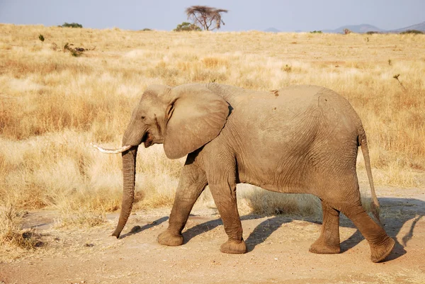 Um dia de safári na Tanzânia - África - Elefantes — Fotografia de Stock