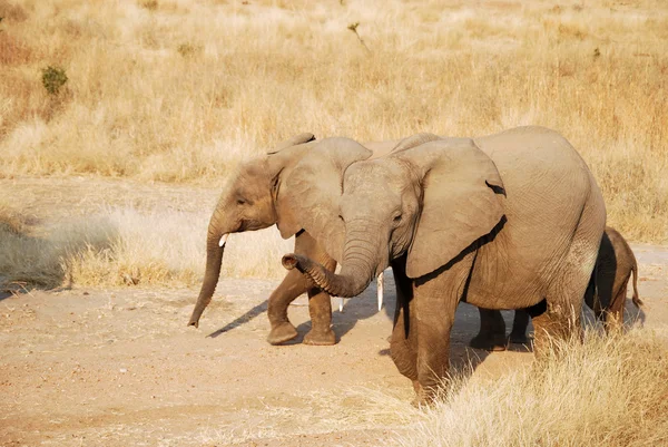 Egy nap a safari-Tanzánia - Afrika - elefántok — Stock Fotó