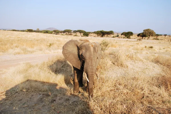 Un día de safari en Tanzania - África - Elefantes — Foto de Stock