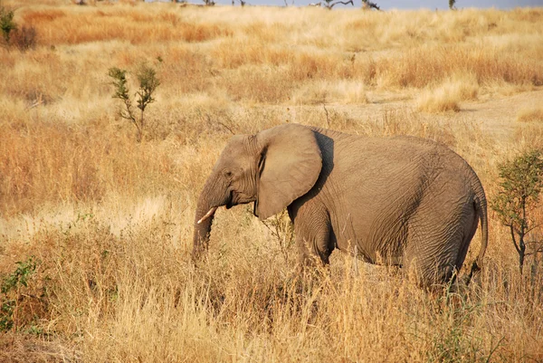 Jeden den Safari v Tanzanii - Afrika - sloni — Stock fotografie