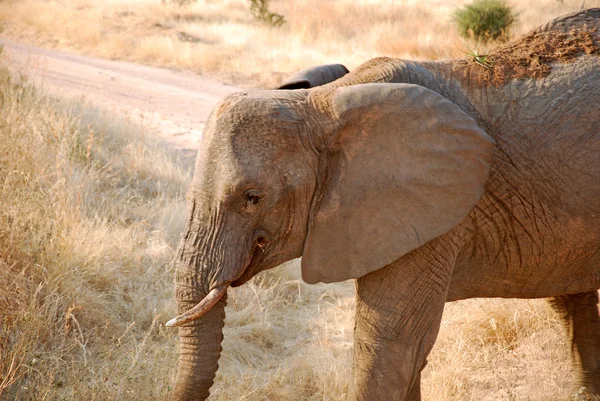 Un día de safari en Tanzania - África - Elefantes — Foto de Stock