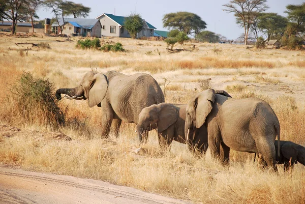 Un día de safari en Tanzania - África - Elefantes — Foto de Stock
