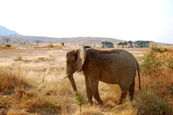 En dag av safari i Tanzania - Afrika - elefanter — Stockfoto