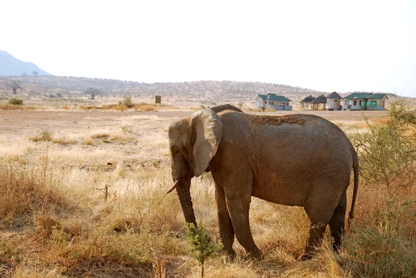 Suatu hari safari di Tanzania Afrika Gajah — Stok Foto