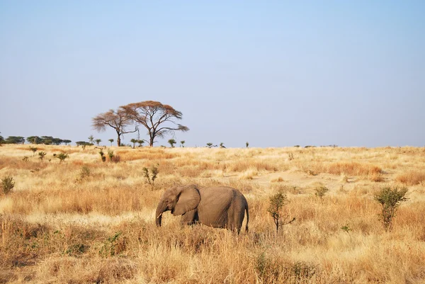 Pewnego dnia safari w słonie Tanzania - Afryka- — Zdjęcie stockowe