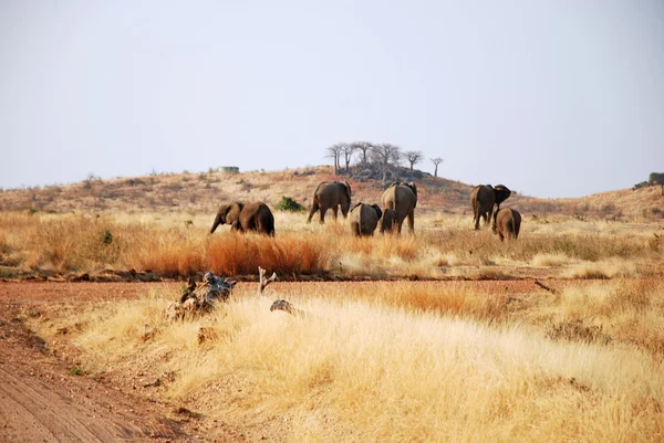 Un día de safari en Tanzania - África - Elefantes — Foto de Stock