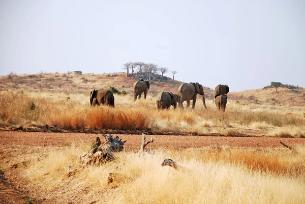 Safari Tanzanya - Afrika - filler içinde bir gün — Stok fotoğraf