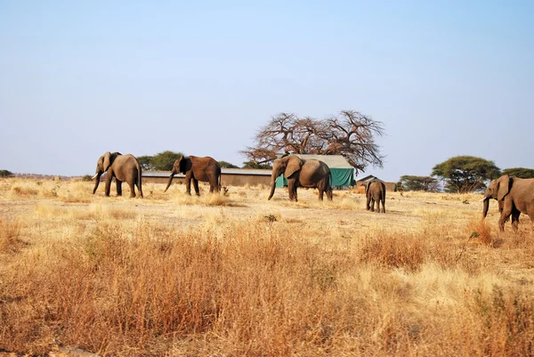 Un día de safari en Tanzania - África - Elefantes — Foto de Stock