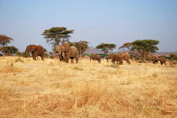 En dag av safari i Tanzania - Afrika - elefanter — Stockfoto