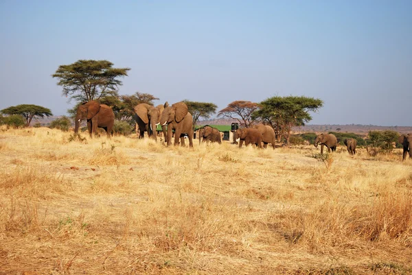 Safari Tanzanya - Afrika - filler içinde bir gün — Stok fotoğraf