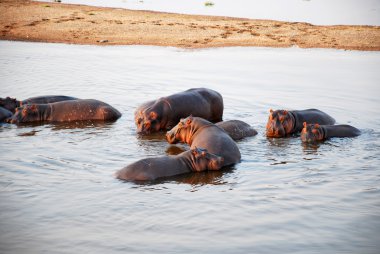 Bir gün safari Tanzanya - Afrika - suaygırları içinde