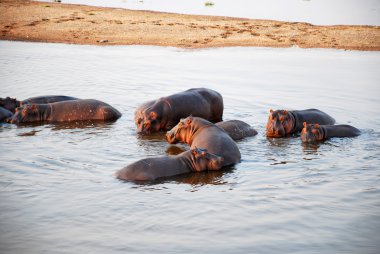 One day safari in Tanzania - Africa - Hippos clipart