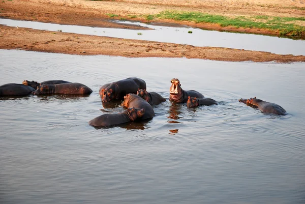 Safari de un día en Tanzania - África - Hipopótamos — Foto de Stock