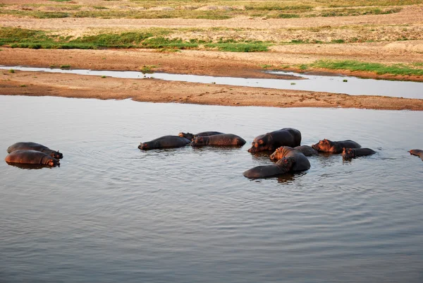 Bir gün safari Tanzanya - Afrika - suaygırları içinde — Stok fotoğraf