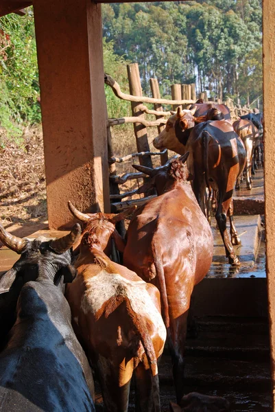 Cotygodniowe mycie krów - wieś Pomerini - Tanzania - Af — Zdjęcie stockowe