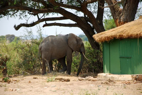 Un elefante entre los bungalows en la sabana-Tanzania-Africa — Foto de Stock